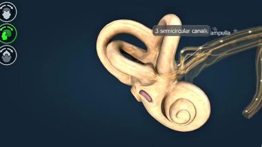 3D animation showing utricle and saccule sensing head tilt and linear motion to regulate body balance.