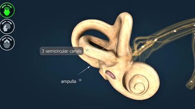 3D animation showing semicircular canals sensing rotational head movements to help maintain equilibrium.