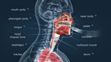 3D animation showing nasal cavity, pharynx, and larynx filtering and conducting inhaled air.