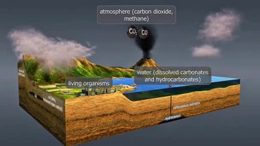 3D animation showing carbon storage via photosynthesis, sedimentation, and ocean absorption processes.