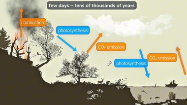 3D animation showing the fast carbon cycle process, highlighting photosynthesis, respiration, and rapid carbon exchange between ecosystems.