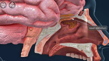 3D animation of olfactory organ anatomy, illustrating nasal cavity, olfactory receptors, and nerve pathways.