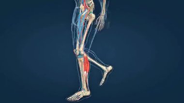 3D animation of venous circulation through venous valve, showing blood flow and valve function.