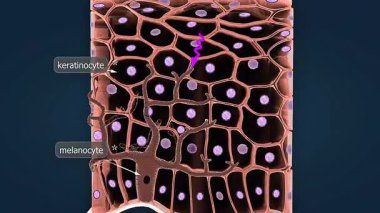 3D animation of human skin tanning mechanism, showing melanin production and UV response.