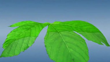 3D animation of plant mesophyll tissue, highlighting its cells and role in photosynthesis.