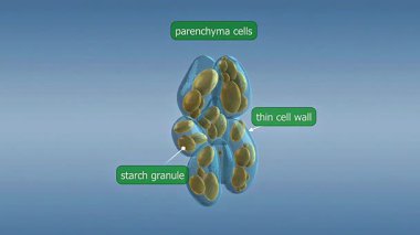 3D animation of parenchyma cells, showing their structure and role in storage and photosynthesis.