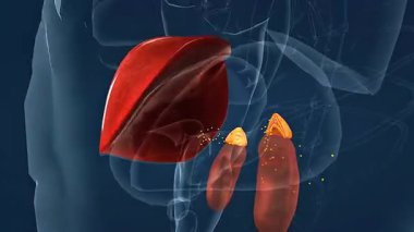 3D animation of adrenal cortex, showing its layers and secretion of cortisol, aldosterone, and sex hormones.