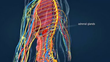 3D animation of adrenal glands, showing location, structure, and hormone production in the human body.