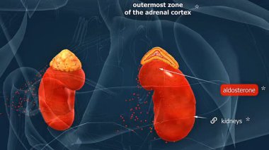 3D animation showing outermost zone of adrenal cortex, highlighting its structure and hormone secretion functions.