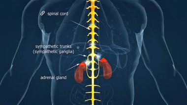 3D animation showing regulation of adrenal medulla, illustrating neural control and hormone secretion processes.