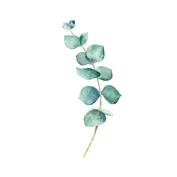 Zelená Eukalyptová Větev Izolovaná Bílém Pozadí Akvarel Ručně Kreslené Botanické — Stock fotografie