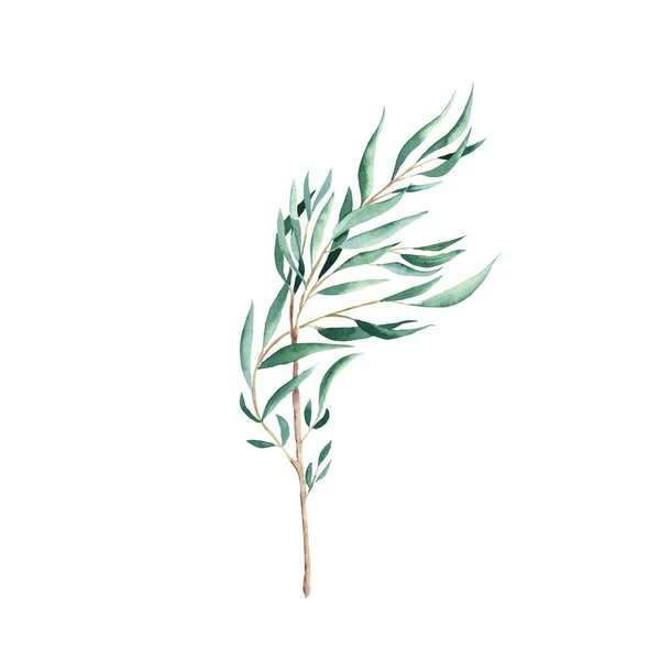 Zelená Eukalyptová Větev Izolovaná Bílém Pozadí Akvarel Ručně Kreslené Botanické — Stock fotografie