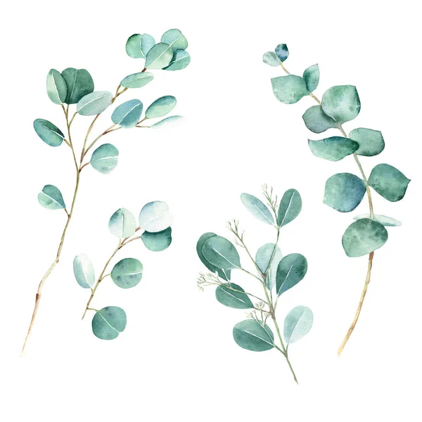 Eukalyptové Větve Stříbrný Dolar Pravá Modrá Nasazený Eukalyptus Botanická Ilustrace — Stock fotografie