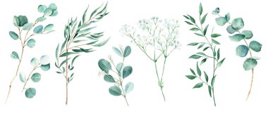 Beyaz arka planda yeşil okaliptüs, şam fıstığı ve çingene dalları var. Willow, gümüş dolar, gerçek mavi, bebek ve okaliptüs tohumu. Suluboya yeşillik seti