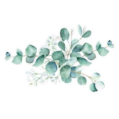 Eucalyptus watercolor bouquet. Silver dollar, true blue, seeded and gypsophila branches. Hand drawn botanical illustration isolated on white background. Can be used for greeting cards, posters clipart