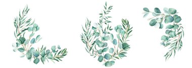 Suluboya buketleri seti. Okaliptüs, şam fıstığı ve zeytin dalı. El çizimi botanik çizimi beyaz arka planda izole edilmiş. Kutlama kartları, düğün ve bebek partisi davetiyeleri için kullanılabilir.