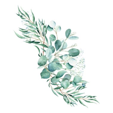 Beyaz arka planda izole edilmiş okaliptüs çiçekleri. Kırsal yeşillik. Okaliptüs, çingene ve şam fıstığı dalları. El çizimi suluboya botanik çizimi. Düğün, doğum günü, selamlama için