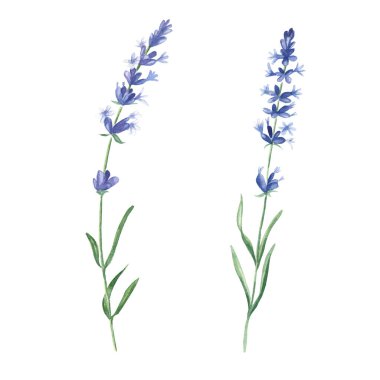 Beyaz arka planda bulunan lavanta çiçekleri. El çizimi suluboya botanik çizimi. Kartlar, buketler veya tekstil baskıları için kullanılabilir
