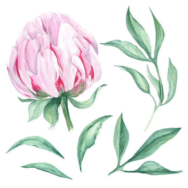 Pink watercolor peony flower and peony leaves. Hand drawn botanical illustration isolated on white background. Can be used for greeting cards, bouquets, wedding invitations design, fabric prints
