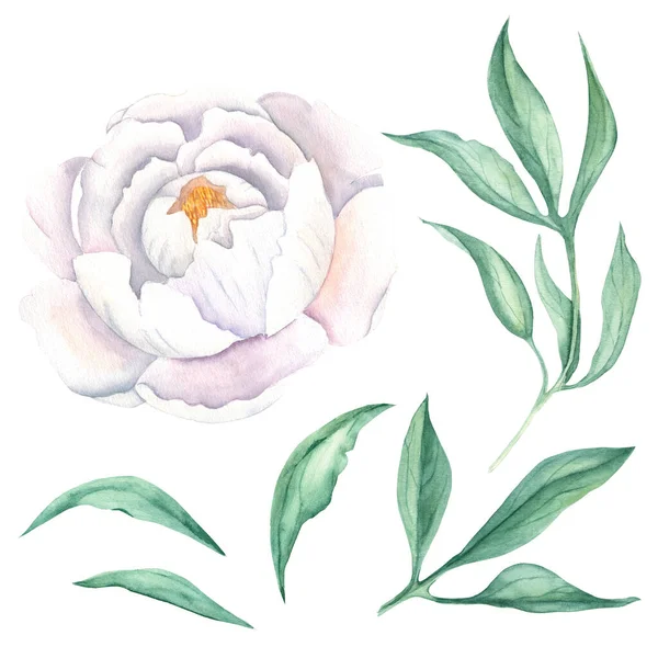 White watercolor peony flower with green peony leaves. Hand drawn botanical illustration isolated on white background. Can be used for greeting cards, bouquets, wedding invitations, textile prints