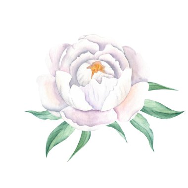 Beyaz suluboya şakayık çiçeği. El çizimi botanik çizimi beyaz arka planda izole edilmiş. Tebrik kartları, buketler, düğün davetiyeleri, tekstil baskıları için kullanılabilir.