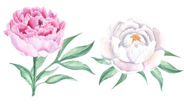 Beyaz ve pembe suluboya şakayık çiçekleri. El çizimi botanik çizimi beyaz arka planda izole edilmiş. Tebrik kartları, buketler, düğün davetiyeleri, tekstil baskıları için kullanılabilir.