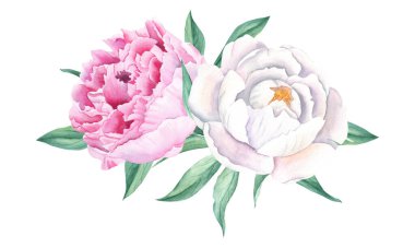 Beyaz arka planda izole edilmiş şakayık çiçekleri. Beyaz, pembe ve yeşil yaprakların el yapımı kombinasyonu. Tebrik kartları, düğün davetiyeleri, tarihi ve kumaşı saklamak için kullanılabilir.