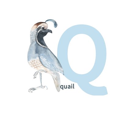 Q harfi, bıldırcın, sevimli çocuklar, hayvan alfabesi. Suluboya çizimi beyaz arkaplanda izole edildi. İngilizce kelime bilgisi ve el yazısı öğrenen çocuklar için alfabe veya kartlar için kullanılabilir