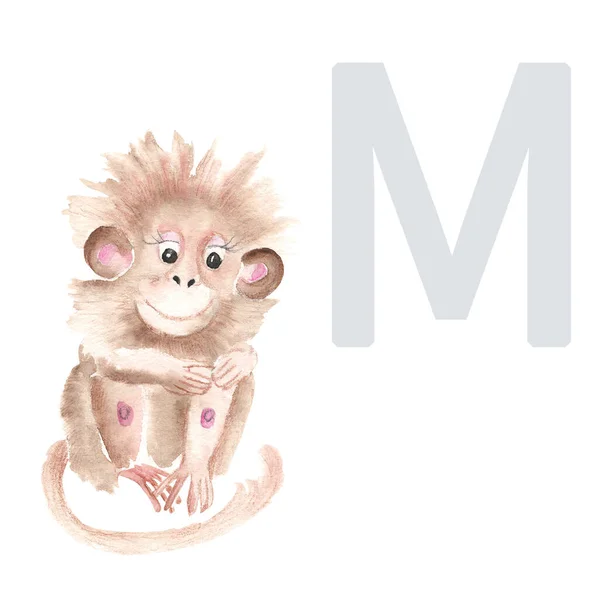 Letter M, monkey, cute kids animal ABC alphabet. Watercolor illustration isolated on white background. Can be used for alphabet or cards for kids learning English vocabulary and handwriting.