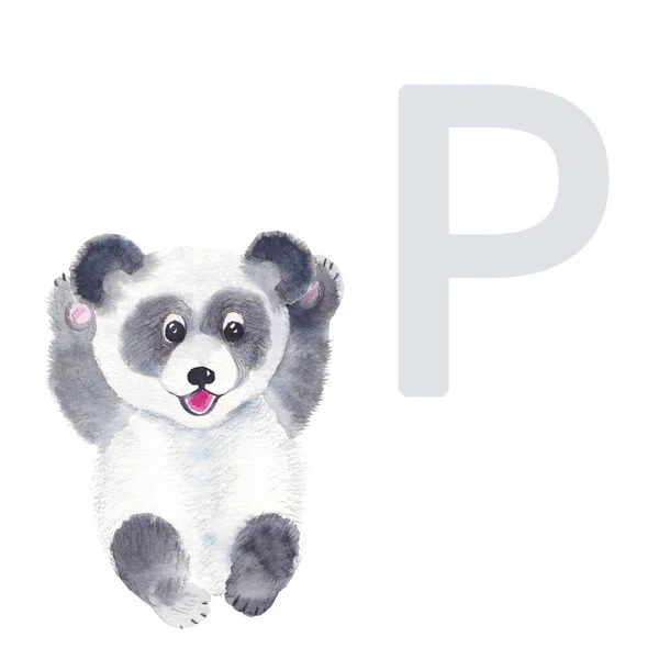 Letter P, panda, cute kids animal ABC alphabet. Watercolor illustration isolated on white background. Can be used for alphabet or cards for kids learning English vocabulary and handwriting.