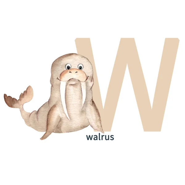Cute Walrus Isolated White Background Watercolor Hand Drawn Illustration Perfect — Foto Stock