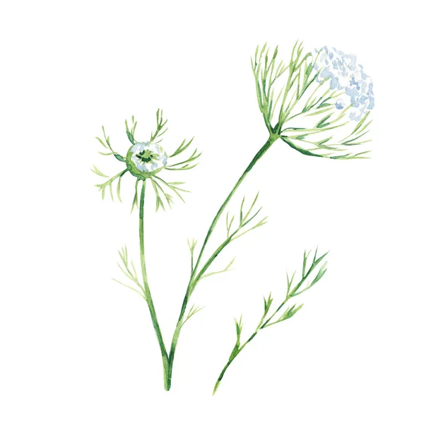 Queen Annes Lace Watercolor Illustration White Wildflower Isolated White Background — Foto Stock