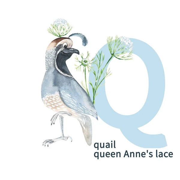 Letter Quail Queen Annes Lace Cute Kids Animal Flower Abc — Foto Stock