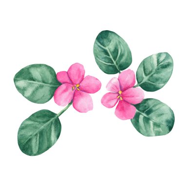 Violet flowers. African violets. Watercolor illustration isolated on white background. Can be used for stickers, cards, farbic print, cosmetic design