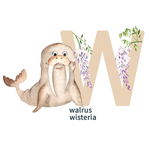 Letter Walrus Wisteria Cute Kids Animal Floral Abc Alphabet Watercolor — Foto Stock