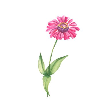 Pink watercolor flower, zinnia. Botanical illustration isolated on white background. Can be used for stickers, cards, farbic prints, cosmetic packaging design, scrapbooking