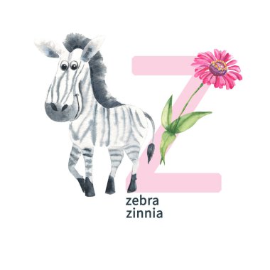 Letter Z, zebra, zinnia, cute kids animal and flower ABC alphabet. Watercolor illustration isolated on white background. Can be used for alphabet or cards for kids learning English vocabulary and