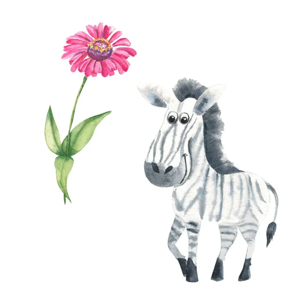 Roztomilý Zebra Zinnia Květ Izolované Bílém Pozadí Akvarel Ručně Kreslené — Stock fotografie