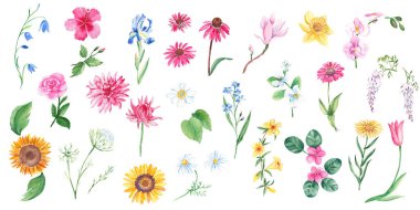 Büyük bir suluboya seti. Vahşi, egzotik, bahçe, ağaç çiçekleri, otlar. El çizimi botanik çizimi beyaz arka planda izole edilmiş. Botanik koleksiyonu. Çıkartmalar, kartlar, farbik için kullanılabilir