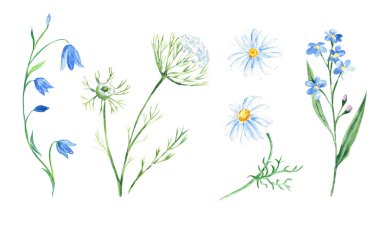 Vahşi çiçeklerin suluboya seti. Bluebell, unutma beni, papatya, Kraliçe Annes danteli. El çizimi botanik çizimi beyaz arka planda izole edilmiş. Çıkartmalar, kartlar ve parmak izleri için kullanılabilir.