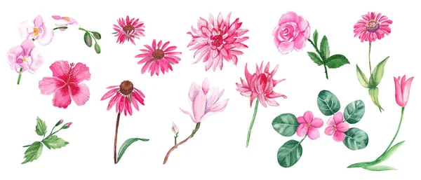 분홍색 꽃들로 이루어진 커다란 이국적 손으로 식물학적 삽화가 배경에 분리되어 — 스톡 사진