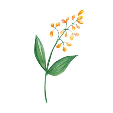 Sarı böğürtlenli suluboya çiçek dalı. Beyaz arka planda botanik çizimi. Şablonlar, tebrik kartları, grafik tasarımı için ideal