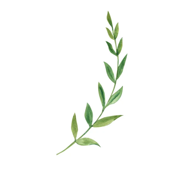 Υδατογραφία Πράσινο Κλαδί Βοτανική Απεικόνιση Λευκό Φόντο Ιδανικό Για Πρότυπα — Φωτογραφία Αρχείου