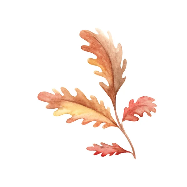 Осенние Листья Дуба Акварели Белом Фоне Ботаническая Ручная Иллюстрация Использоваться — стоковое фото