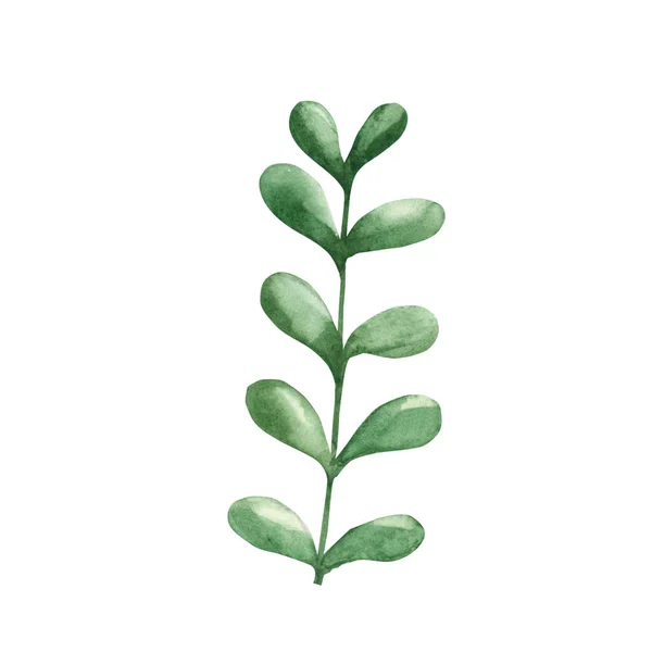 Akvarelově Zelená Větev Botanická Ilustrace Bílém Pozadí Ideální Pro Šablony — Stock fotografie