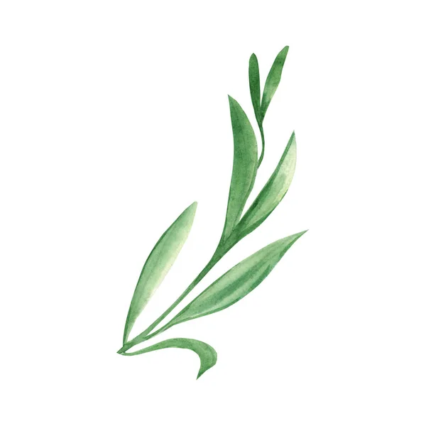Sulu Yeşil Çimenler Beyaz Arka Planda Çizimi Çizimi Çiçek Arkaplanı — Stok fotoğraf