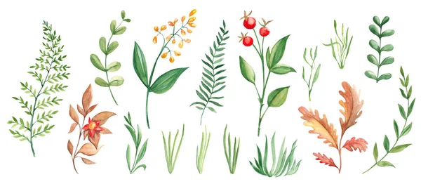 Velký Akvarel Sadu Větví Listí Trávy Lesní Květinové Prvky Botanická — Stock fotografie