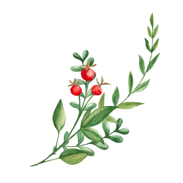 Yeşil Dallar Kırmızı Böğürtlenlerden Oluşan Suluboya Yaz Buketi Botanik Çizimi — Stok fotoğraf