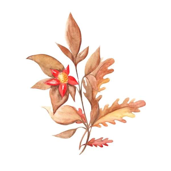 Podzimní Kytice Akvarelové Dubové Listy Větev Červeným Květem Bílém Pozadí — Stock fotografie