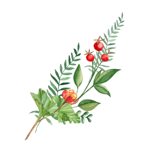 Watercolor Summer Bouquet Cloudberry Green Branches Red Berries Botanical Hand — Stock Photo, Image